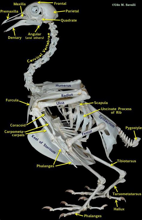 動物骨骼|图说骨骼系统(Skeletal system)·无脊椎动物